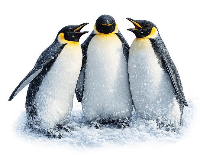penguins